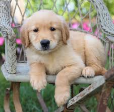 More images for golden retriever puppies available new england » Pin On Puppies Dogs