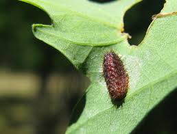 Image result for Apoda limacodes