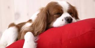 A dog mother has given birth to beautiful puppies but one of them was very weak and very difficult to breathe after born 10 hours. Puppy Breathing Fast While Sleeping Should I Be Worried Barking Royalty