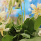 Deepwood Plant Sale & Horticultural Tours