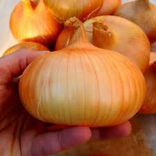 150 seeds please note that germination rates for alliums. Stuttgarter Reisen Onion Seeds Price 1 75