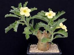 Image result for Pterodiscus