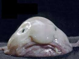 Blobfish Watch Funny Animal Videos At Http Www Yourpetclip Com Blobfish Deep Sea Creatures Weird Sea Creatures
