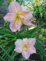 And knock the socks off (of) someone. Photo Of The Bloom Of Daylily Hemerocallis Knocks Your Socks Off Posted By Avedon Garden Org