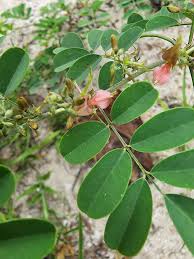 Image result for Indigofera flavicans