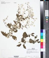 Image result for Pseudoconyza viscosa