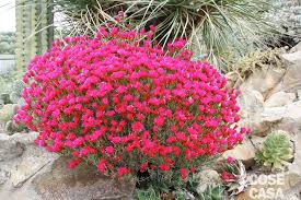Per questo fiore, saranno necessari due quadrati di carta da origami di 15 cm x 15 cm e del. Fiori A Palla Nome