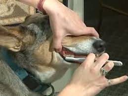 214 likes · 11 were here. Brushing Your Dog S Teeth Monticello Pet Hospital Veterinarian Monticello Minnesota