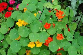 Maybe you would like to learn more about one of these? Edible Flowers Are A Blooming Food Trend The Star