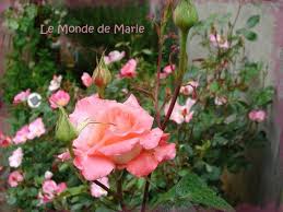 Les Maladies Des Rosiers Comment Avoir De Beaux Rosiers Naturellement Le Monde De Marie Maladie Rosier Bouture Rosier Idees De Jardinage