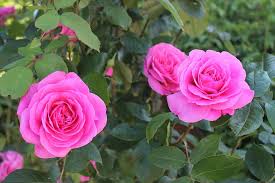 Enjoy lovely rose flowers collection. Rose Flowers Beautiful Love Wedding Bloom Beauty In Nature Pink Color Plant Leaf Pxfuel
