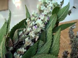 Image result for Isodon