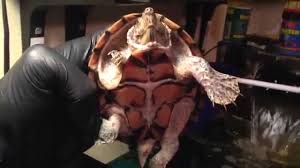 Record and instantly share video messages from your browser. Razorback Musk Turtle Youtube