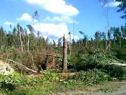 В тверской области в понедельник прошел ураган, скорость ветра достигала 25 м/с. Uragan Vykosil V Tverskoj Oblasti Gluhoj Les
