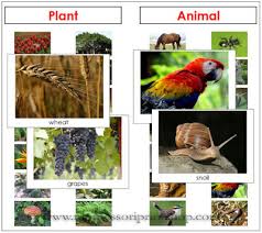 River and stream habitats are characterized by fresh, running water. Montessori Monday Montessori Plant And Animal Sorting