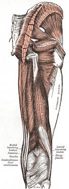 The conjoint tendon can be describe as a layer of connective tissue which connects the pelvis to the transversus abdominis, the deepest of the 4 muscles of the abdomen. The Muscles And Fasciae Of The Thigh Human Anatomy