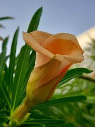 Image result for Cascabela thevetia