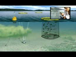 Aquaculture Unattended Water Quality Monitoring Solution This Continuous Water Quality Monitoring Syste Aquaculture Aquaculture Aquaponics Hydroponics System