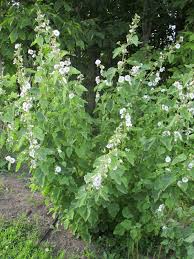 Plant marshmallow plants about 1 foot apart in a well prepared perennial bed. Marshmallow Root Don T Eat It Soap And Skin Care