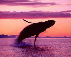 Fondos De Pantalla De Ballenas Wallpapers Fondos De Escritorio Fotos De Ballenas Ballena Jorobada Ballenas