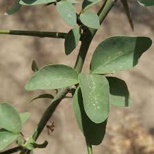 Image result for Balanitaceae