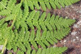 Image result for Woodsiaceae