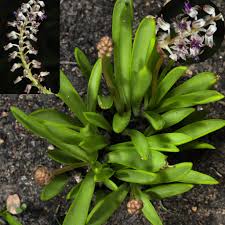 Image result for Kotschya strobilantha