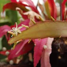 Image result for Euphorbia ramulosa