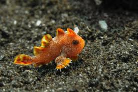 Image result for Platostoma strictum