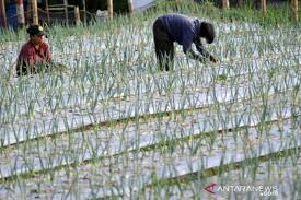 Kedai jual daun sirih kuala lumpur. Harga Daun Bawang Naik Antara Sumbar