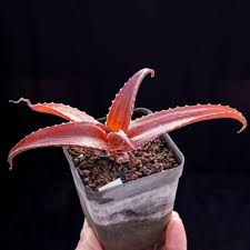 Image result for Asphodelaceae