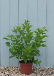 Image result for hydrangea paniculata vanille fraise