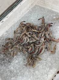 Profile for Peter Lecompte