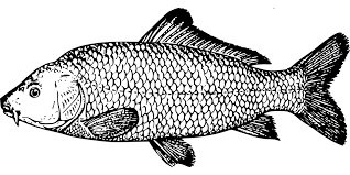 You are viewing some fish scale sketch templates click on a template to sketch over it and color it in and share with your family and friends. Fish Carp Species Free Vector Graphic On Pixabay