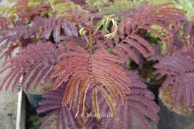We did not find results for: Albizia Julibrissin Summer Chocolate Plantentuin Esveld