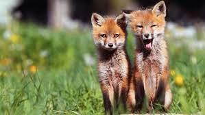 We did not find results for: Baby Fox Wallpapers Top Free Baby Fox Backgrounds Wallpaperaccess