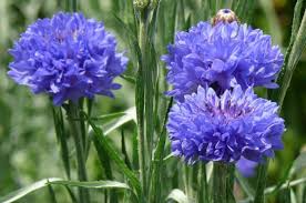 Flowers that start with a t. A To Z Of Plants