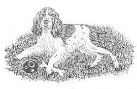 Our springer spaniel dogs are cute, adorable, and fun to color in. A Short History Of English Springer Spaniels Essfta English Springer Spaniel Field Trial Association