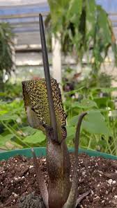 Image result for Sauromatum venosum