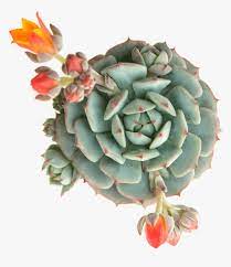 See more ideas about succulents, planting succulents, cacti and succulents. Echeveria Derenbergii Painted Lady Succulent Echeveria Derenbergii Blue Hd Png Download Transparent Png Image Pngitem