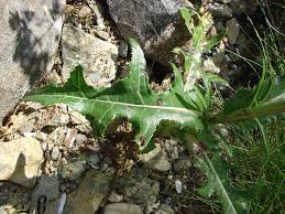 Image result for Sonchus schweinfurthii