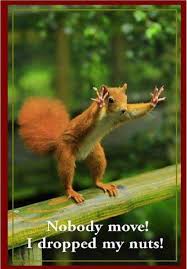 Funny Squirrel Dropped Nuts Refrigerator Tool Box Magnet Ad Animal Captions Funny Animal Pictures Funny Animals