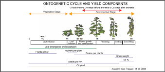 The seedling, leaf and plant development. Https Intelseed Ca Uploads Sunflower Crop Development Stages And Yield Pdf