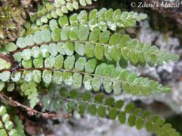 Image result for sleziník Asplenium