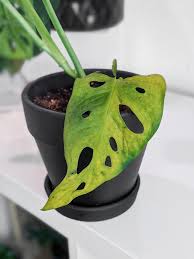 Monstera Adansonii Propagation And How To Care For Your New Plant