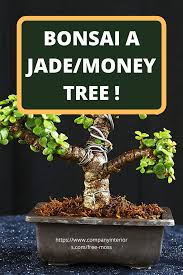 Gifts for every budget · guaranteed to delight · monthly gift club Want Your Own Lucky Money Tree Bonsai Money Tree Bonsai Money Plant Indoor Bonsai