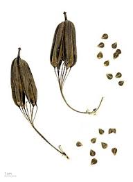 Image result for Aristolochia littoralis