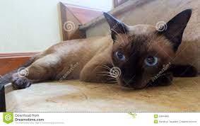 1 177 Cat Falling Photos Free Royalty Free Stock Photos From Dreamstime