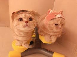  85 Ide Foto Kucing Lucu Di 2021 Foto Kucing Lucu Kucing Lucu Kucing