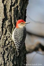 Birds With Redheads In Ohio Red Headed Woodpecker Woodpecker Birds Beautiful Redhead
